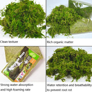 Compressed Natural Moss Pet